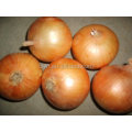 China yellow onion fresh onion red onion